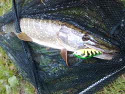 Salmo rybrske voblery Slider SD12F- 12cm