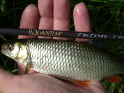 Pr�vla�ov� pr�t Teton Trout ll