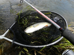 Quantum pr�vla�ov� pr�t Magic Trout Shorty