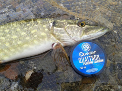 Vlasec Quattron FC- 50m