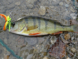 Quantum blysk�� Spinner Bait