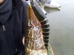 Wobler Trout Squad-Sinking- 14g/12cm