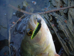 Imitcia velej larvy je vemi zaujmav doplnok kadho UL prvlaiara ktor doke presvedi velijak ryby