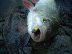  Rybm sa pi je to vemi dveryhodn napodobenina  velej larvy a ber ju ako samozrejmos pri zbieran potravy