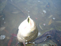  Vydaren tok na super napodobeninu velej larvy a ako vidno aj hik sed tak ako m