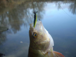  Ponkame velijak farby je to dobr ma aj do kalnej aj do istej vody kedy to aj asto rozhoduje pri zberoch ak farbu zmenme