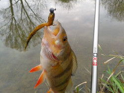 Quantum ripper-Smky Slendry II- 7-5cm- 10ks