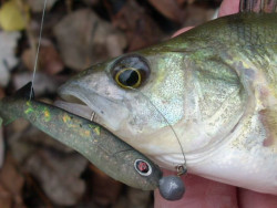 Quantum ripper-Smky Slendry II- 7-5cm- 10ks