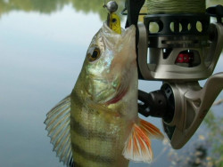 Quantum ripper-Smky Slendry II- 7-5cm- 10ks