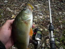 Quantum ripper-Smky Slendry II- 7-5cm- 10ks