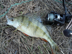 Quantum ripper-Smky Slendry II- 7-5cm- 10ks