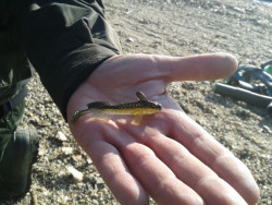 Quantum ripper Goby Shad