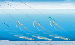 Ripper Joker Lure S- 8-5cm/5g/3ks