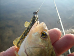 Ripper Quantum Shat-R Tail- 9cm/5ks