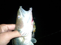 Wobler Janky- floating- 5cm/5g