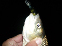 Wobler Janky- floating- 5cm/5g