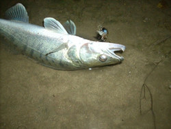 Wobler Janky- floating- 5cm/5g