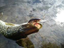 Wobler Janky- floating- 5cm/5g