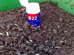 Dip Browning B22- 30ml