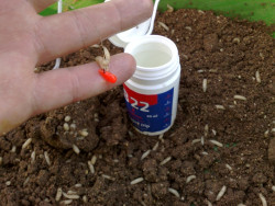 Dip Browning B22- 30ml