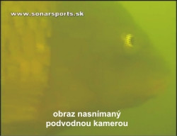 fotka sumca nasnmanho cez podvodn kameru