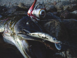 Lovec voblery Ablet 4cm- plvajci