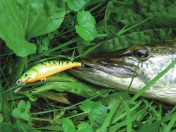 Lovec voblery Ablet 4cm- potpav