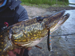 Lovec voblery Ablet 4cm- potpav