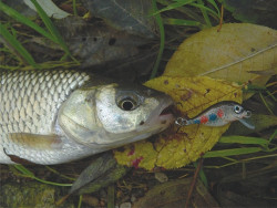 nvod na uviazanie voblera