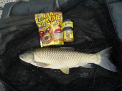 Boilies Radical Yellow Zombie