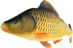 Dekoran podhlavnk - KAPOR