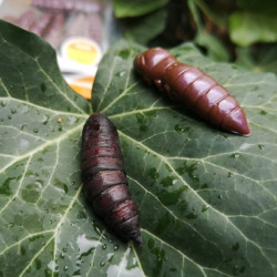 Gumov nstrahy larva FishUp Pupa 0-9