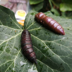 Gumov nstrahy larva FishUp Pupa 1-5