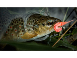 Gumov nstrahy FishUp Tanta 2