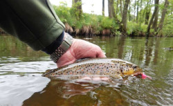 Gumov nstrahy FishUp Tanta 2