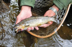 Gumov nstrahy FishUp Tanta 2