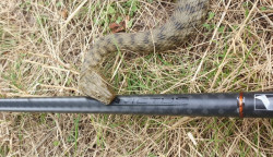 Kaprrske prty SPORTEX Invictus Carp 2-dielne