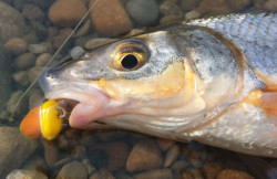 Diffusion Micro Chunks Method/Feeder