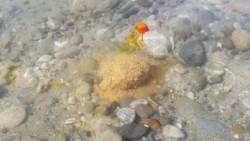  tak ako vidno na detailnom obrzku je sa na o tei po nahoden a vidno e ryby bud ma o robi aby odolali