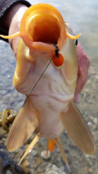 Diffusion Micro Boilies Method/Feeder pr. 8mm 40g