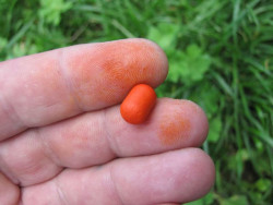 Diffusion Micro Boilies Method/Feeder pr. 8mm 40g