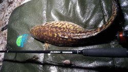 Ryb�rsky pr�t na more SPORTEX Jolokia Pilk Black Editio