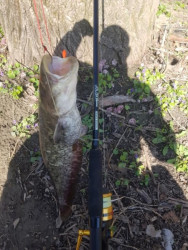 Ryb�rsky pr�t na more SPORTEX Jolokia Pilk Black Editio