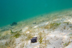  Predn kamera ponorky Power Ray s vysokm rozlenm a kvalitnou optikou poskytuje skutone relny pohad pod hladinu