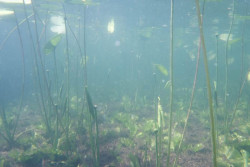  Nasae si virtulne okuliare ponorky Power Ray a vidajte sa plavi podvodnm svetom