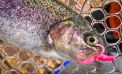 Gumov nstrahy nymfa FishUp Baffi Fly 3-8cm/10ks