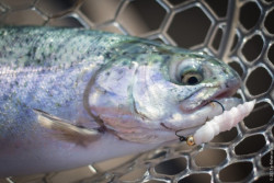 Gumov nstrahy larva FishUp Pupa 3-2cm/10ks