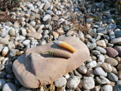 Gumov� n�strahy �erv FishUp Tanta 2-5