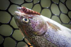 Gumov nstrahy larva FishUp Yochu 4-3cm/8ks