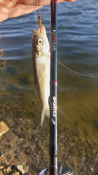 SPORTEX NOVA ULTRA LIGHT Prvlaov prty